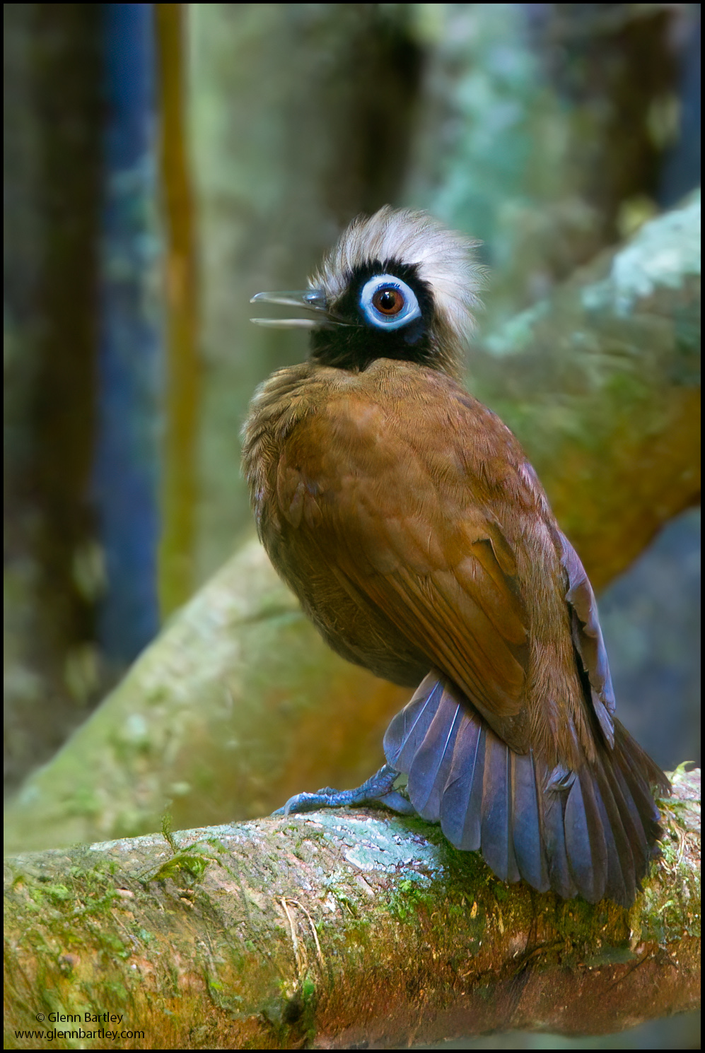 Birds from Peru Favourite Images